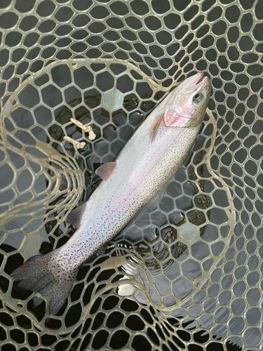 レインボートラウトの釣果
