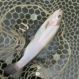 レインボートラウト