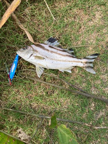 コトヒキの釣果