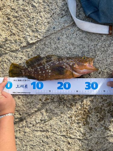 キジハタの釣果