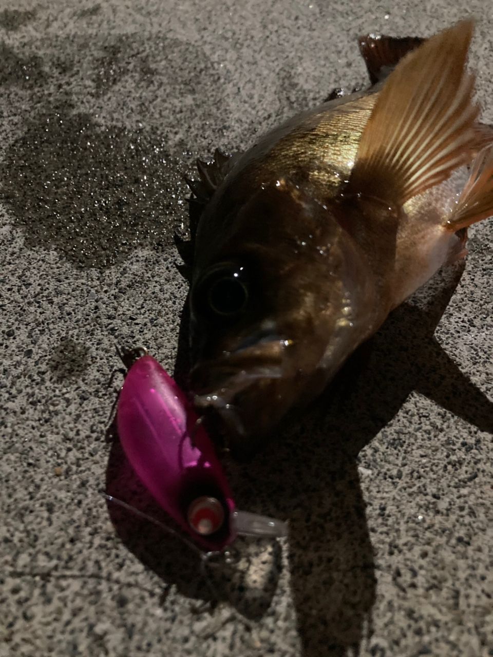 メバル
