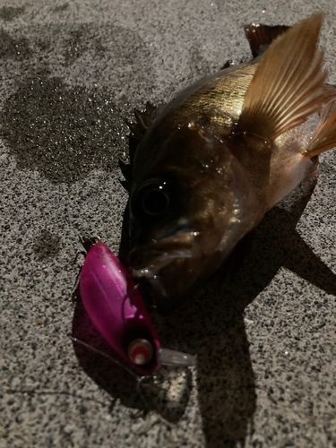 メバルの釣果