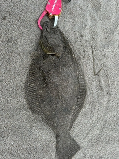 ソゲの釣果
