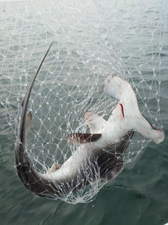 ハンマーヘッドシャークの釣果