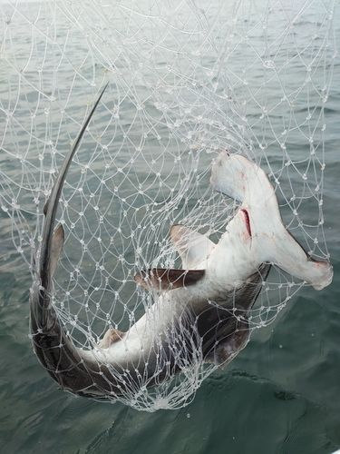 ハンマーヘッドシャークの釣果