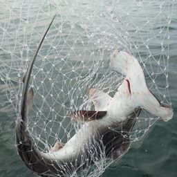 ハンマーヘッドシャーク