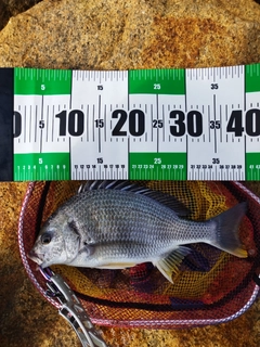 キビレの釣果