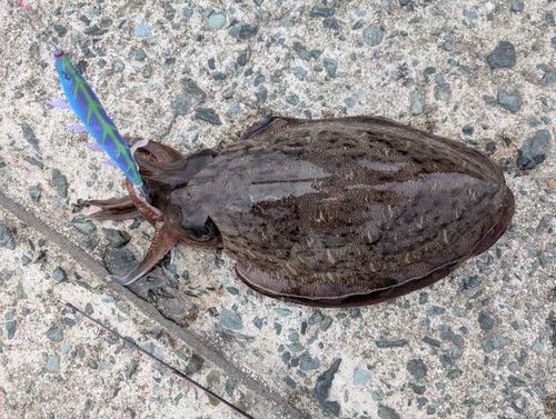 コウイカの釣果