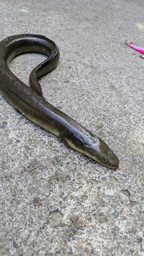 ニホンウナギ