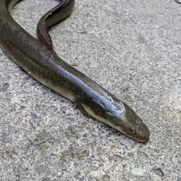 ニホンウナギ