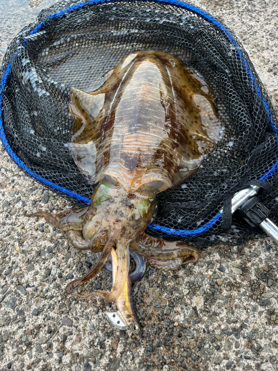 DAIWA 23エメラルダス ストイスト ST（アウトガイドモデル） 83M