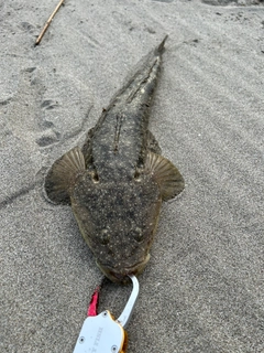ソゲの釣果