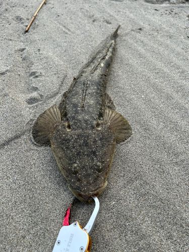 ソゲの釣果
