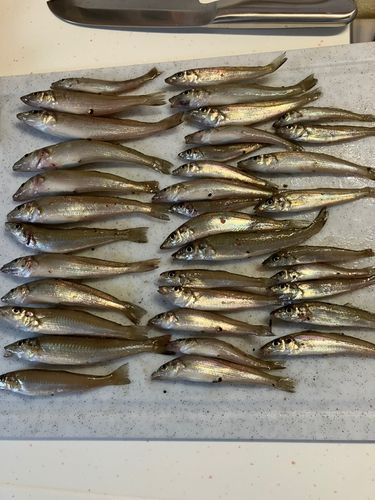 キスの釣果