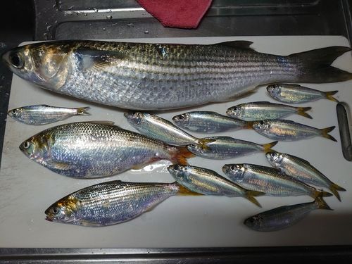 サッパの釣果