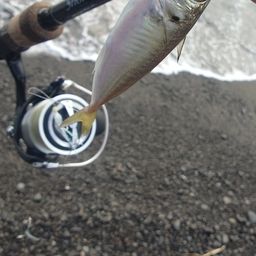 アジ