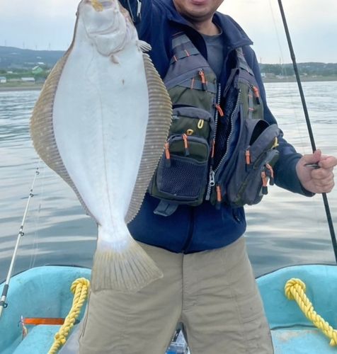 ヒラメの釣果