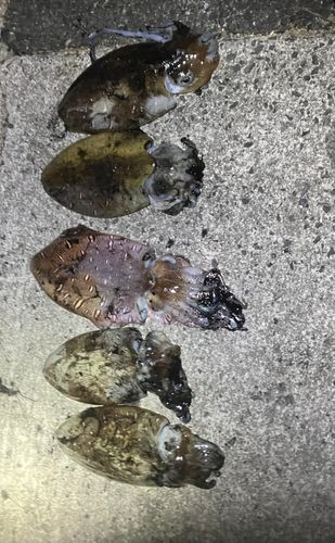 モンゴウイカの釣果