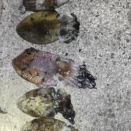 モンゴウイカ