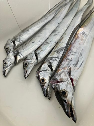 タチウオの釣果