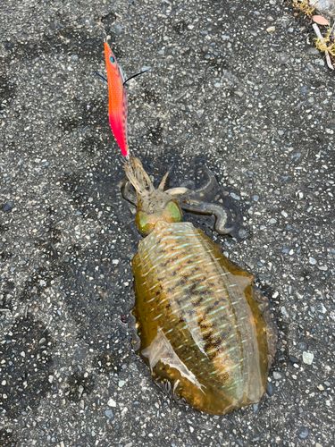 アオリイカの釣果