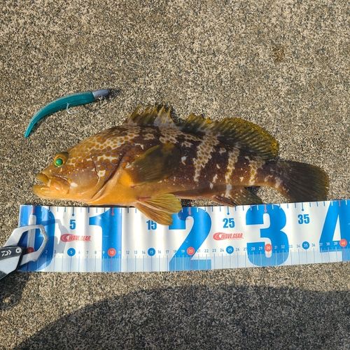 キジハタの釣果