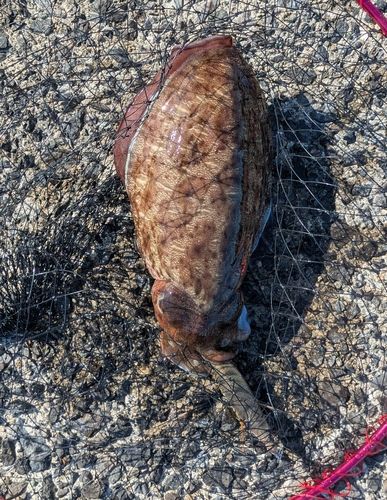 モンゴウイカの釣果