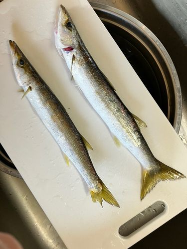カマスの釣果