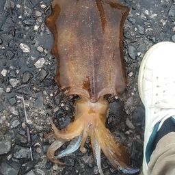 アオリイカ