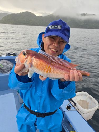 アマダイの釣果