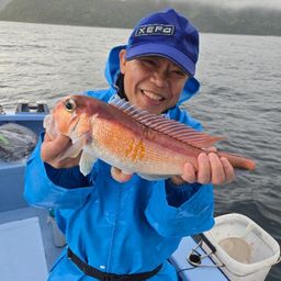 アマダイ