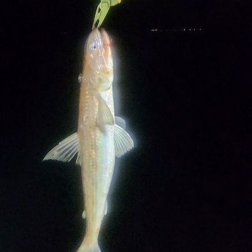 エソの釣果