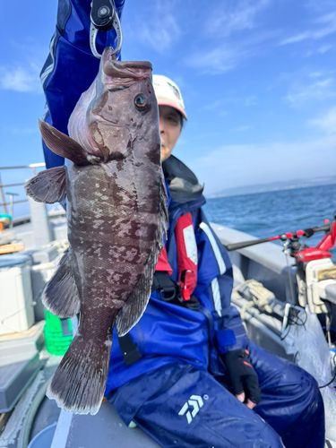 マハタの釣果