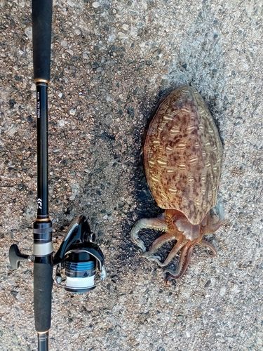 モンゴウイカの釣果