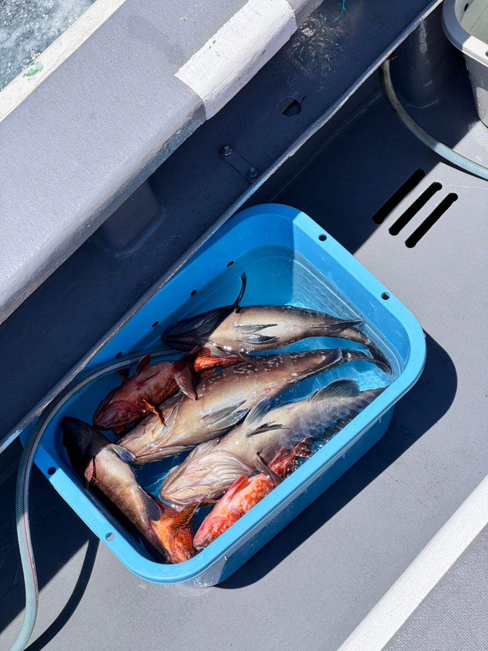 TATSUYA@SHINSHOUMARUさんの釣果 2枚目の画像