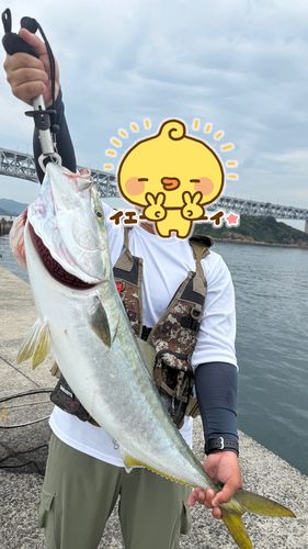 ブリの釣果