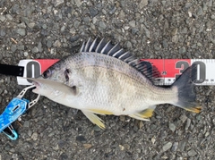 キビレの釣果