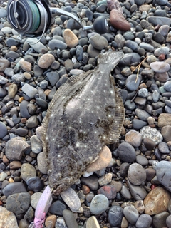 ヒラメの釣果