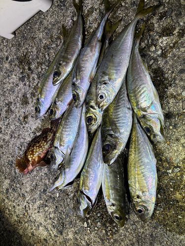 マアジの釣果