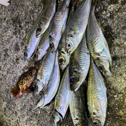 マアジ