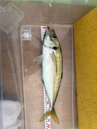 マアジの釣果