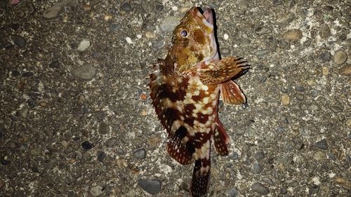 カサゴの釣果