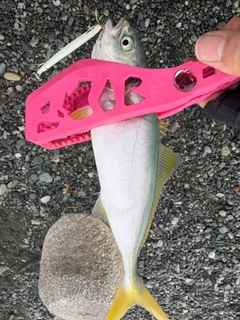 ワカシの釣果