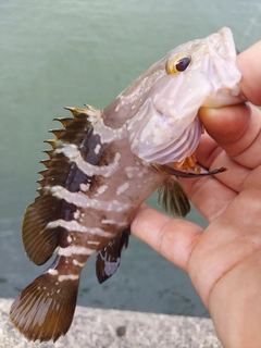 クエの釣果