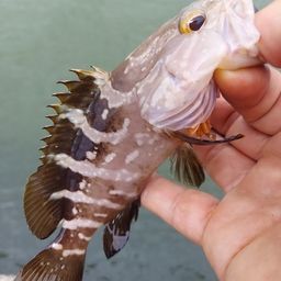 クエ