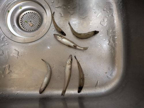 キスの釣果