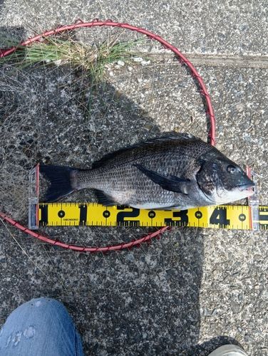 クロダイの釣果