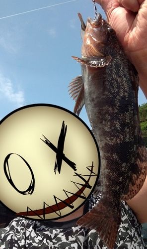 アイナメの釣果
