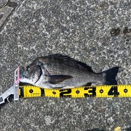 クロダイ