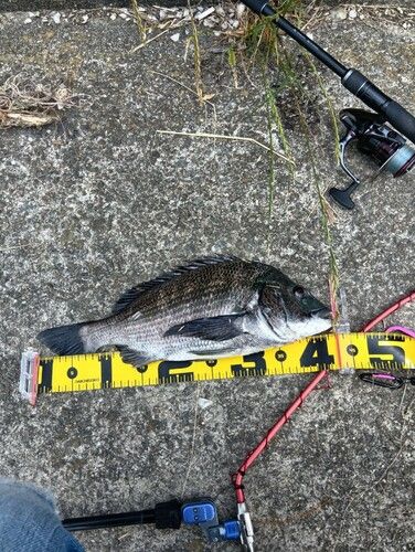 クロダイの釣果